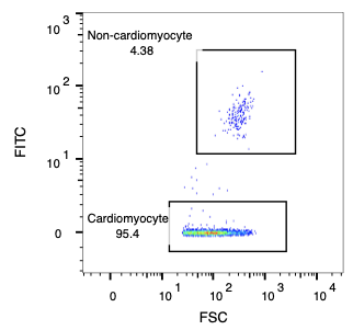 Sorted cardiomyocytes flow cytometry plot