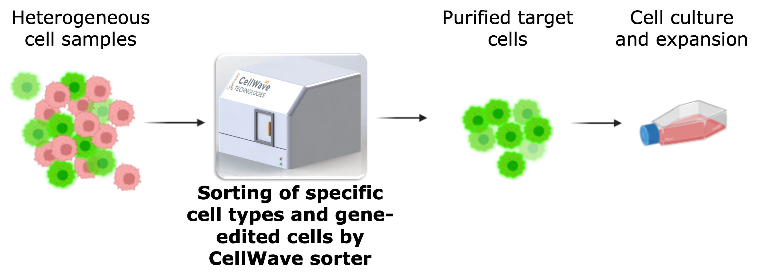 Transfected cells sorting process