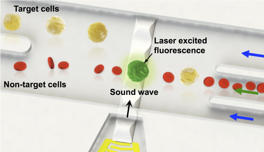 Cell Sorting Technology